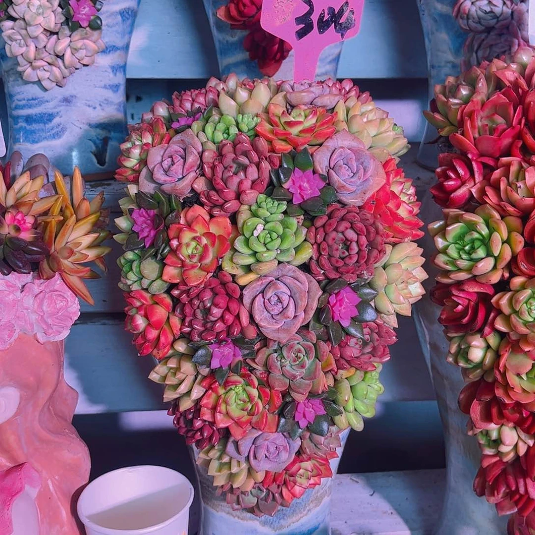 金色年华多肉植物