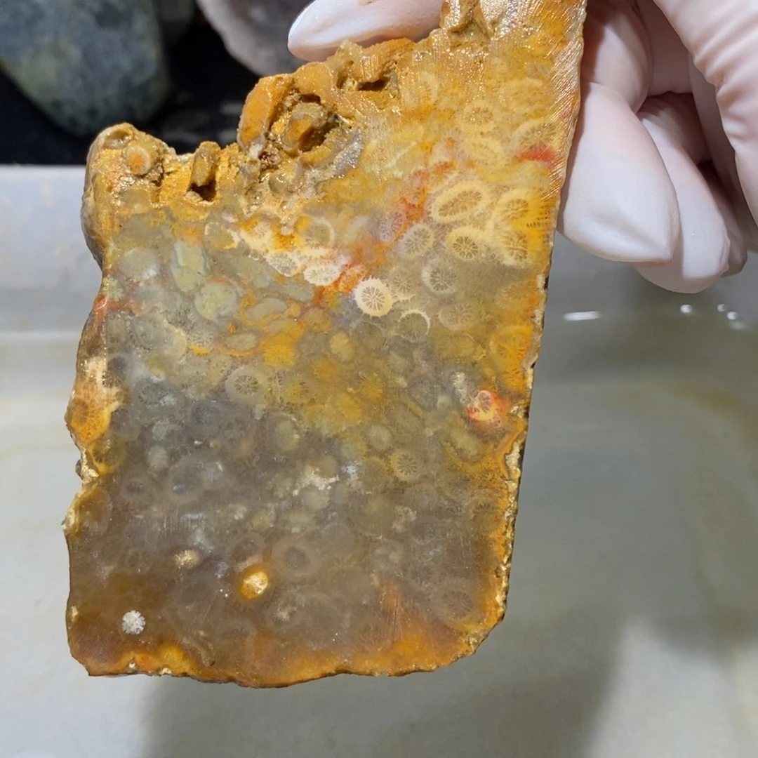 【闪购商品】硅化玉珊瑚玉未镶嵌