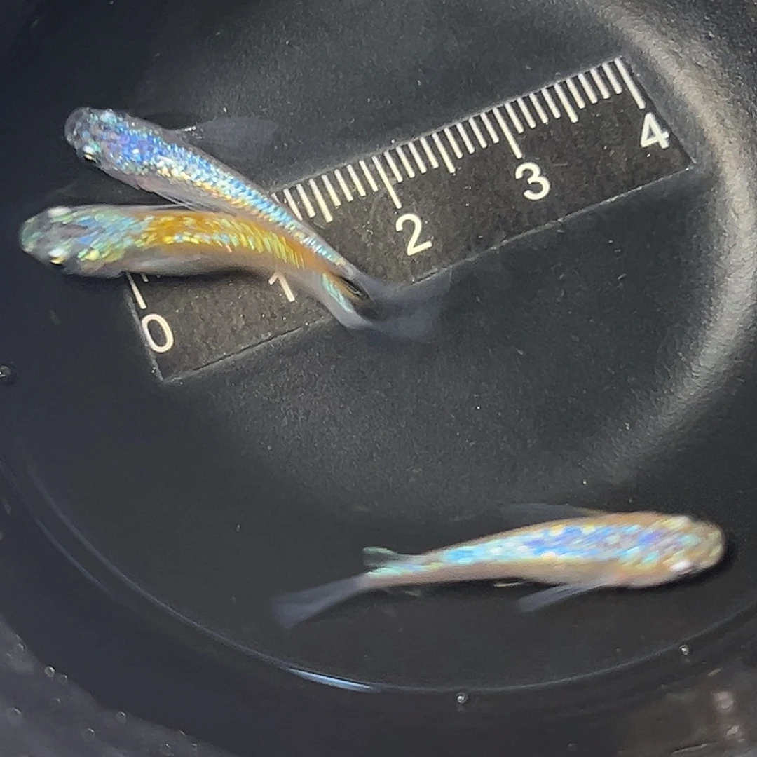 海水海王星一组37