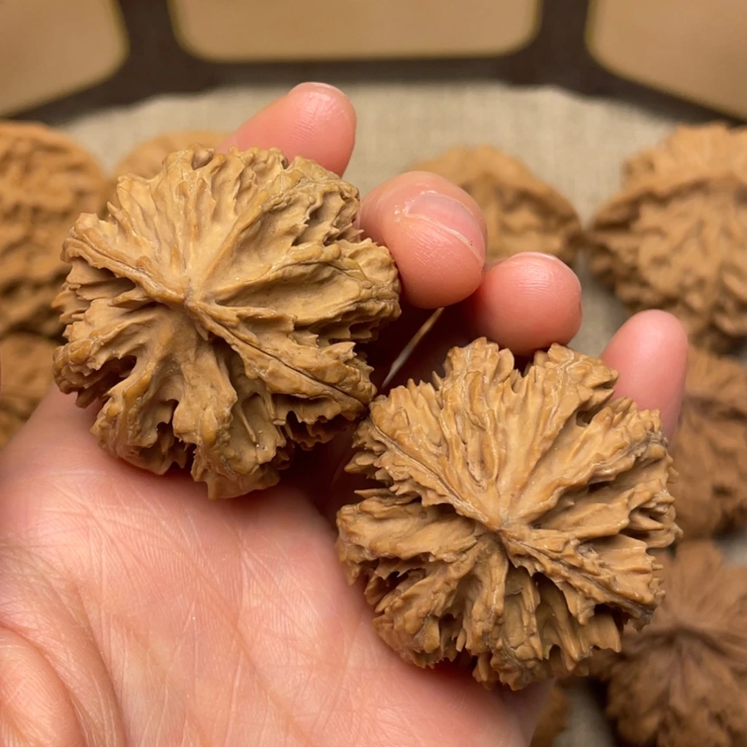 核桃秦岭野生核桃8号