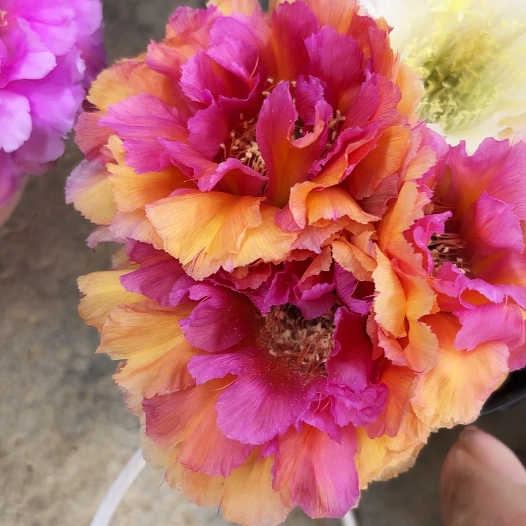 桃花眼侧牙歪四左右