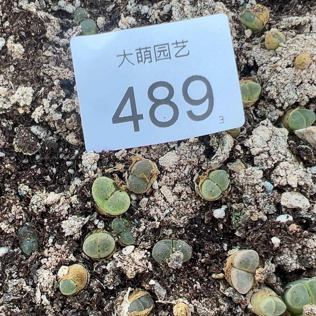 0000489量拍A1风铃3颗粉胖虎