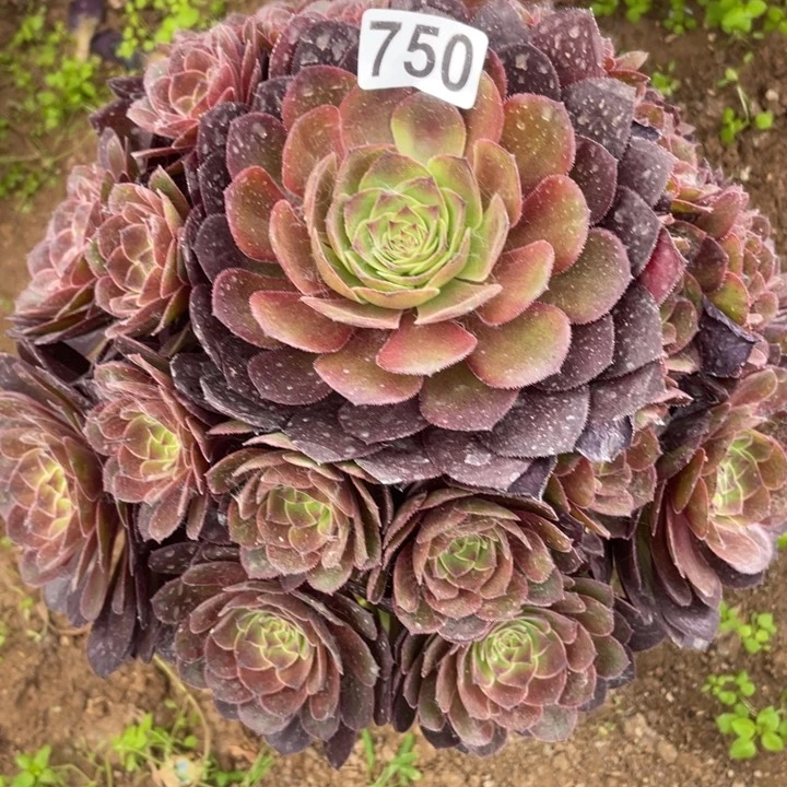 750多肉植物雨荷变异