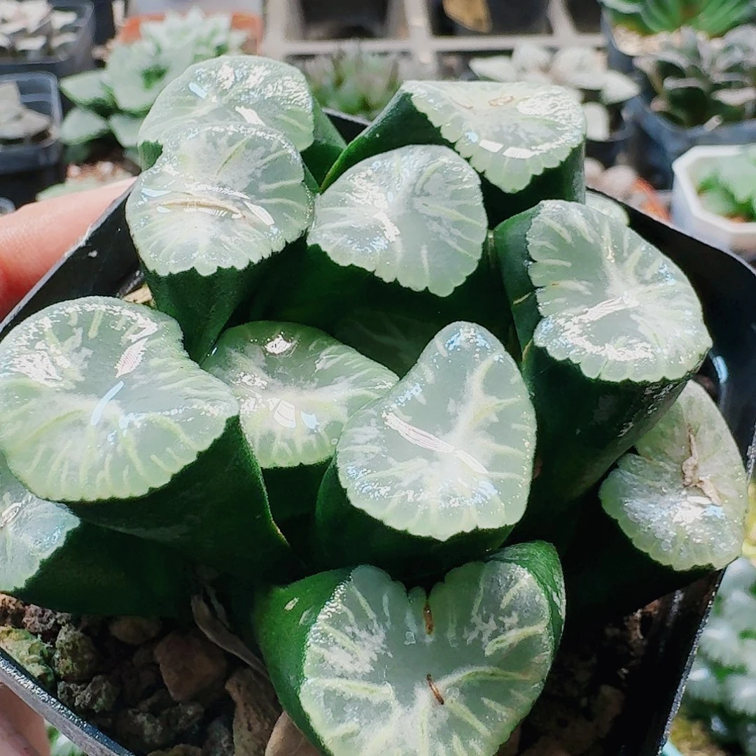 无花朵十二卷 瑞云母本