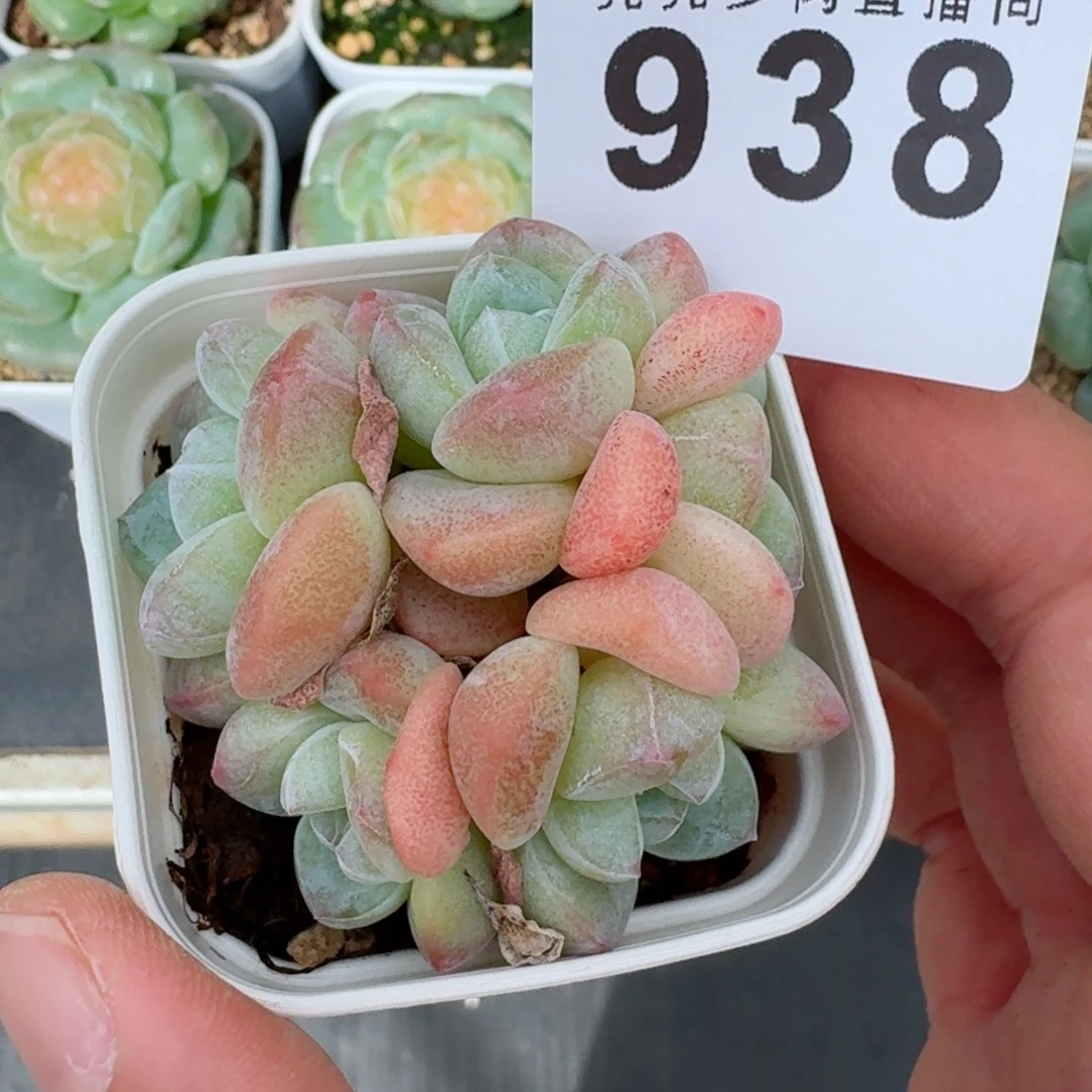 小脸冰玉        精美多肉植物