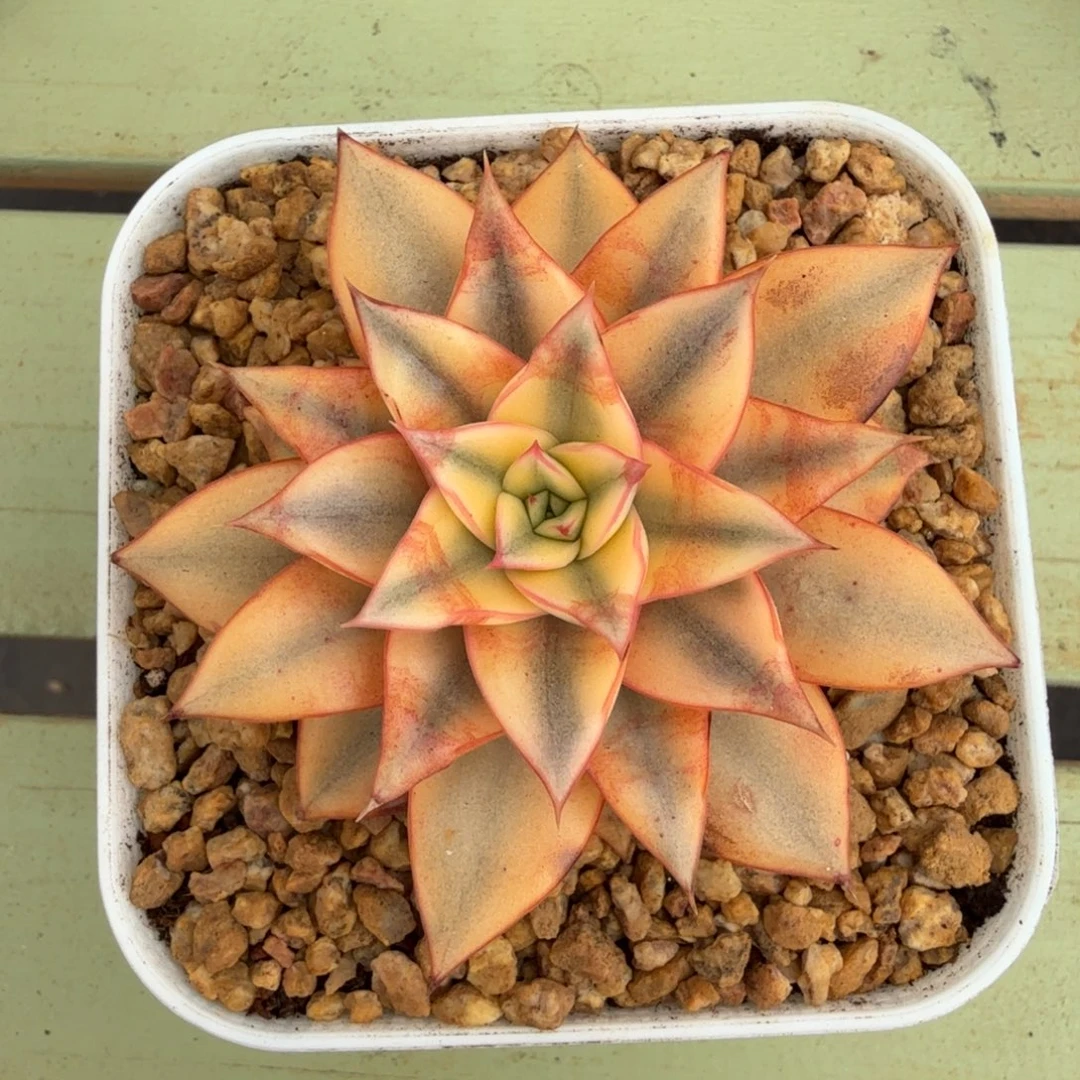 麒麟座锦锦上园艺一物一拍