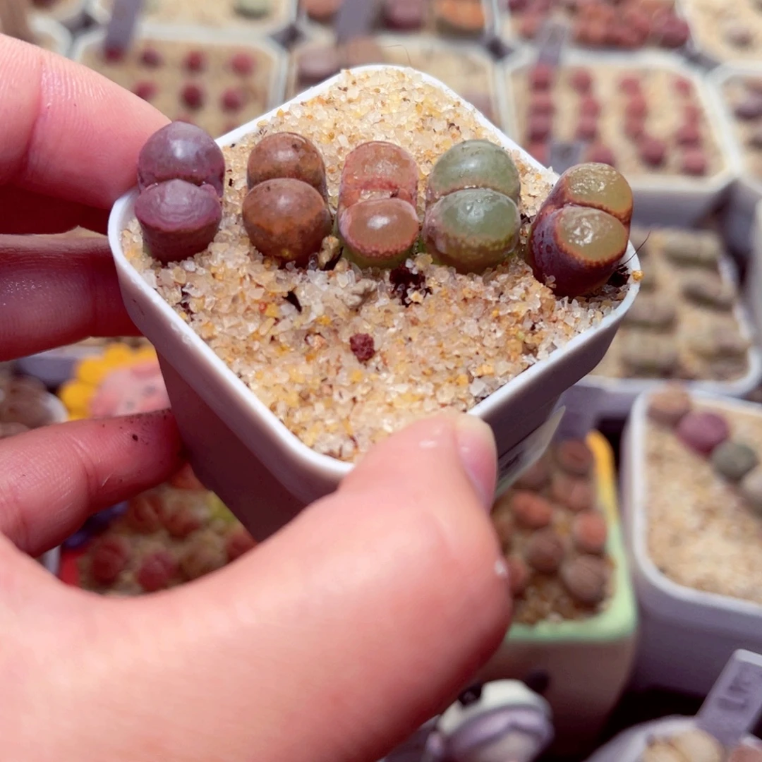 176号带盆包邮发货