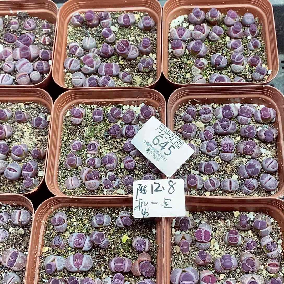 量拍量图12.8一盒只要