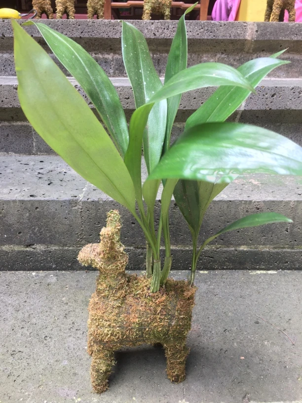 纯手工编织懒人创意绿植&一“鹿”向上