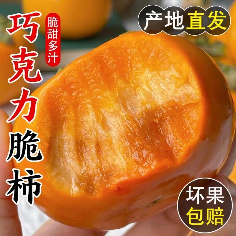 新鲜现摘巧克力脆甜柿子清甜可口当季脆硬水果