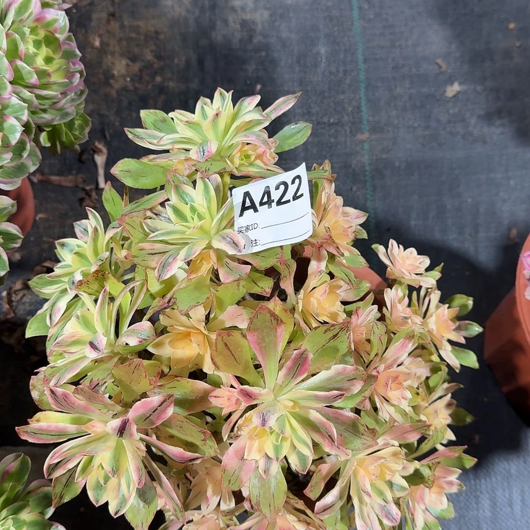 荷花多肉法师a422