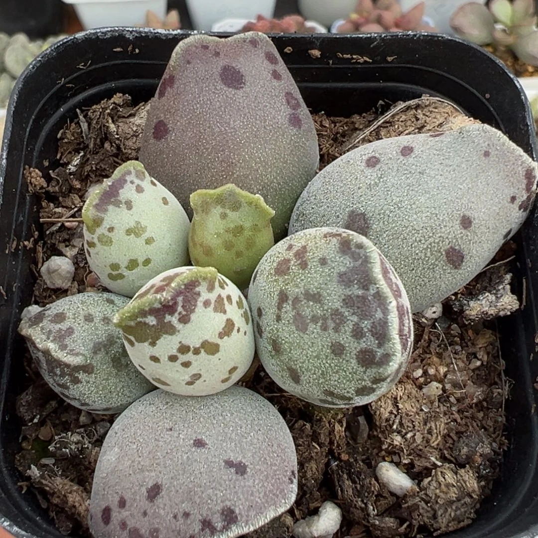 丸叶海豹多肉植物水泡多肉植物