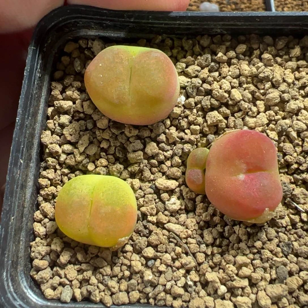 18-60肉锥多肉植物