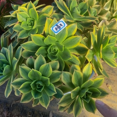 星爆多肉植物一物一拍131多肉