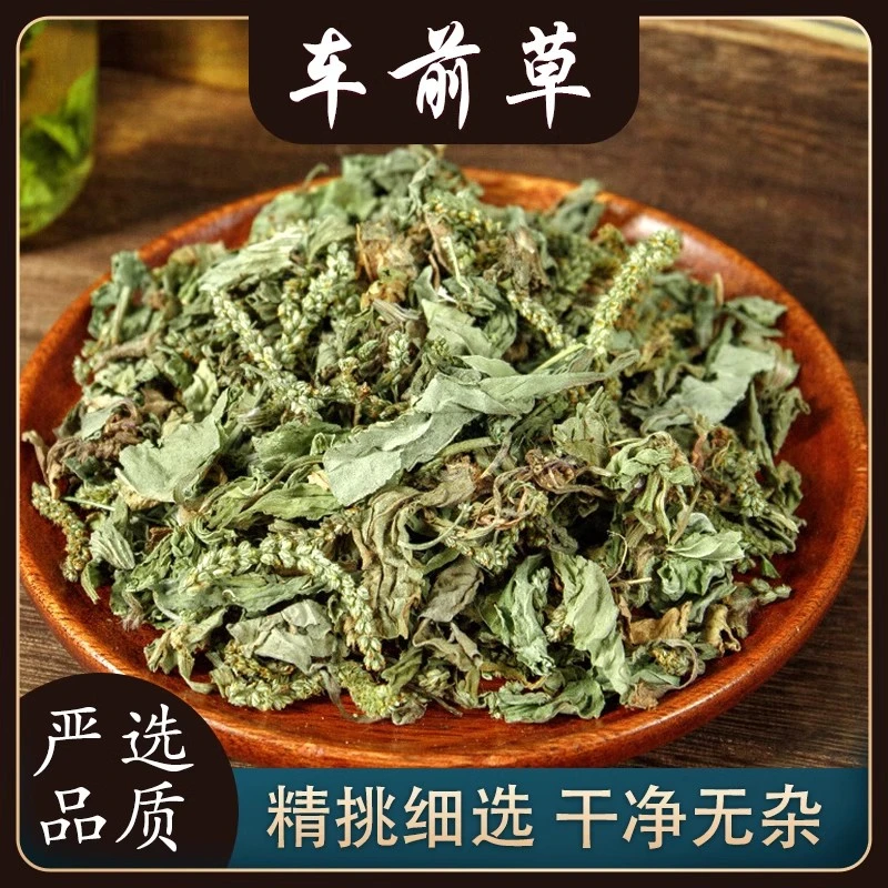 车前草广西野生新鲜干货叶菜100g-500g包邮车前草泡水喝的功效