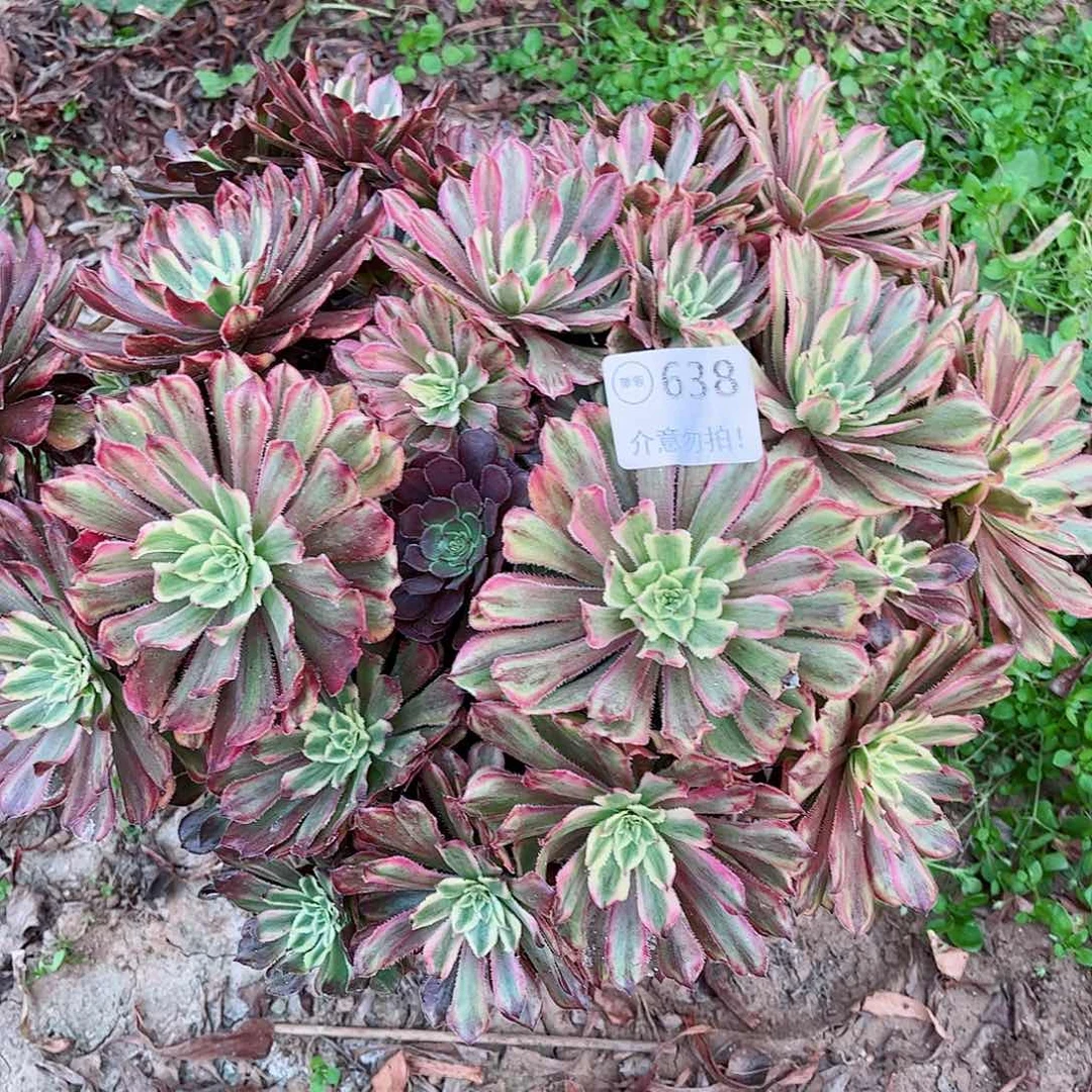 无花朵多肉植物638