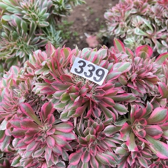 ****宿多肉植物一个女巫的339