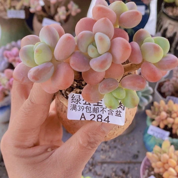 香水洛神8cm284多肉植物