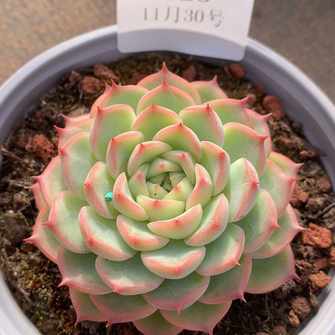 【闪购商品】云323号