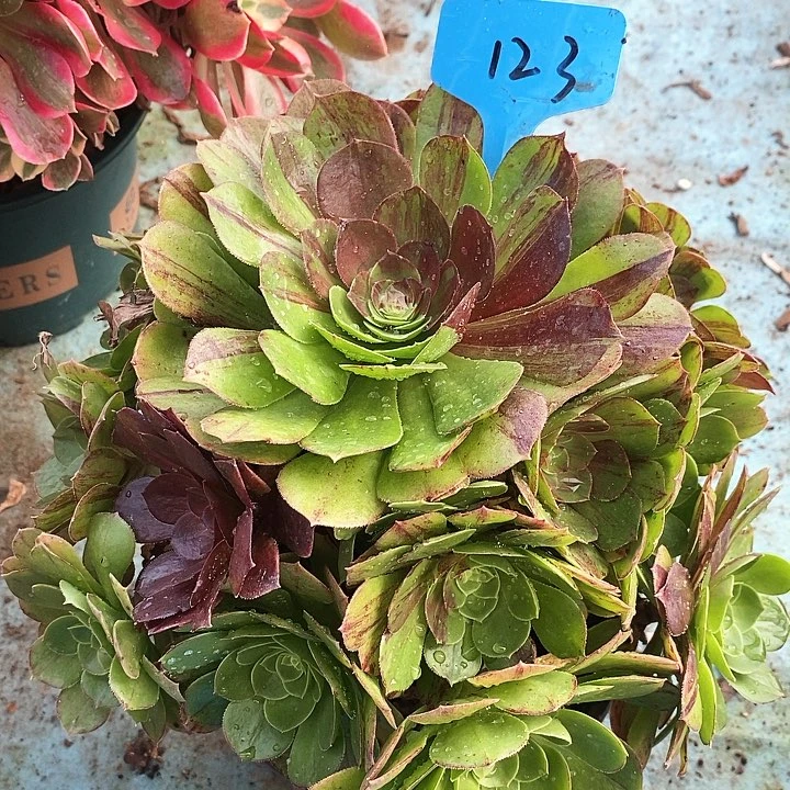 123 一颗花月夜法术多肉
