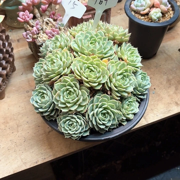 多肉植物，笨吧蒂斯164号