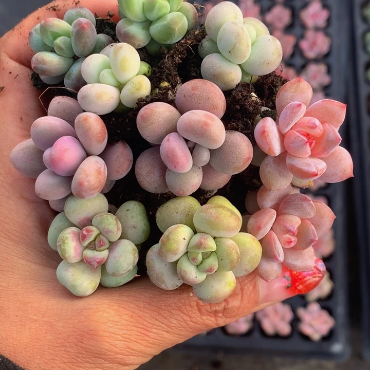 咖啡豆 桃蛋 樱桃 雪天使 蛋黄奶 乘以2