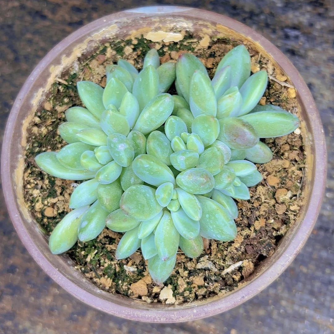 祺***融9头橙色奇迹寄养11111