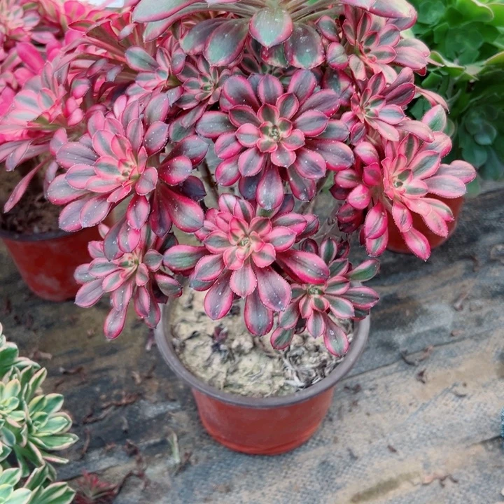 774香奈多肉植物