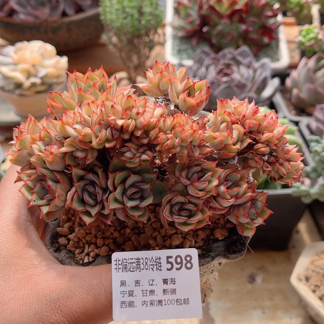 598月光女神德华多肉