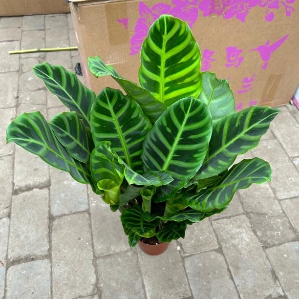 140青贝天鹅绒盆栽绿植