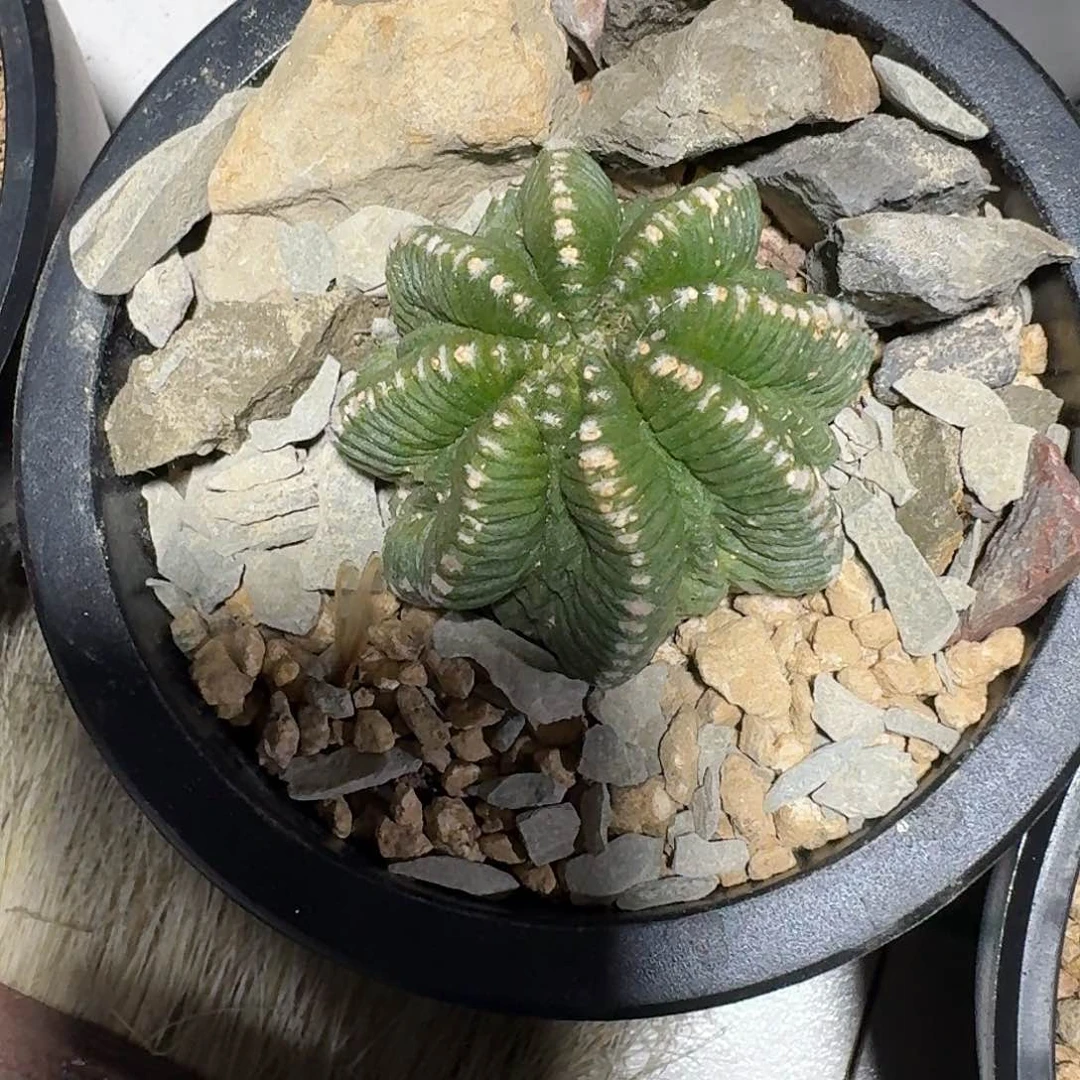 H****e老花笼仙人球仙人球