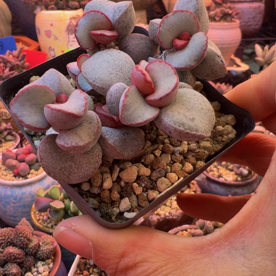 S***s好的我知道你在想什么我知道