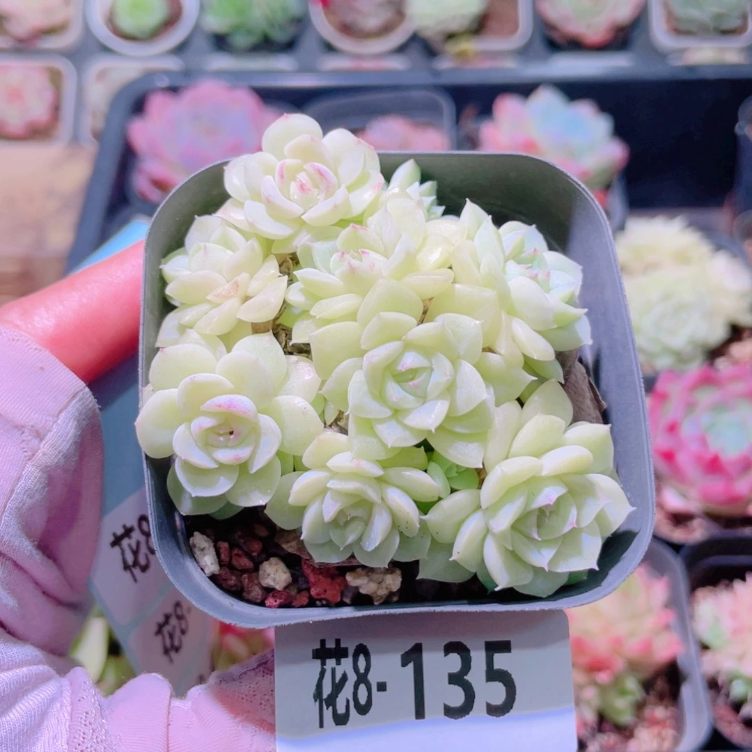 花利美8-135白天鹅