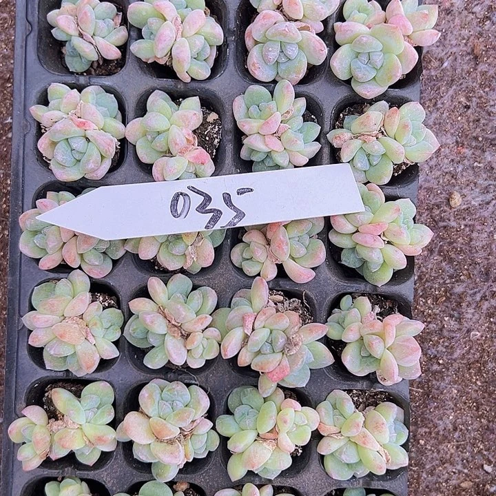 28颗035群生奶油冰玉！！！