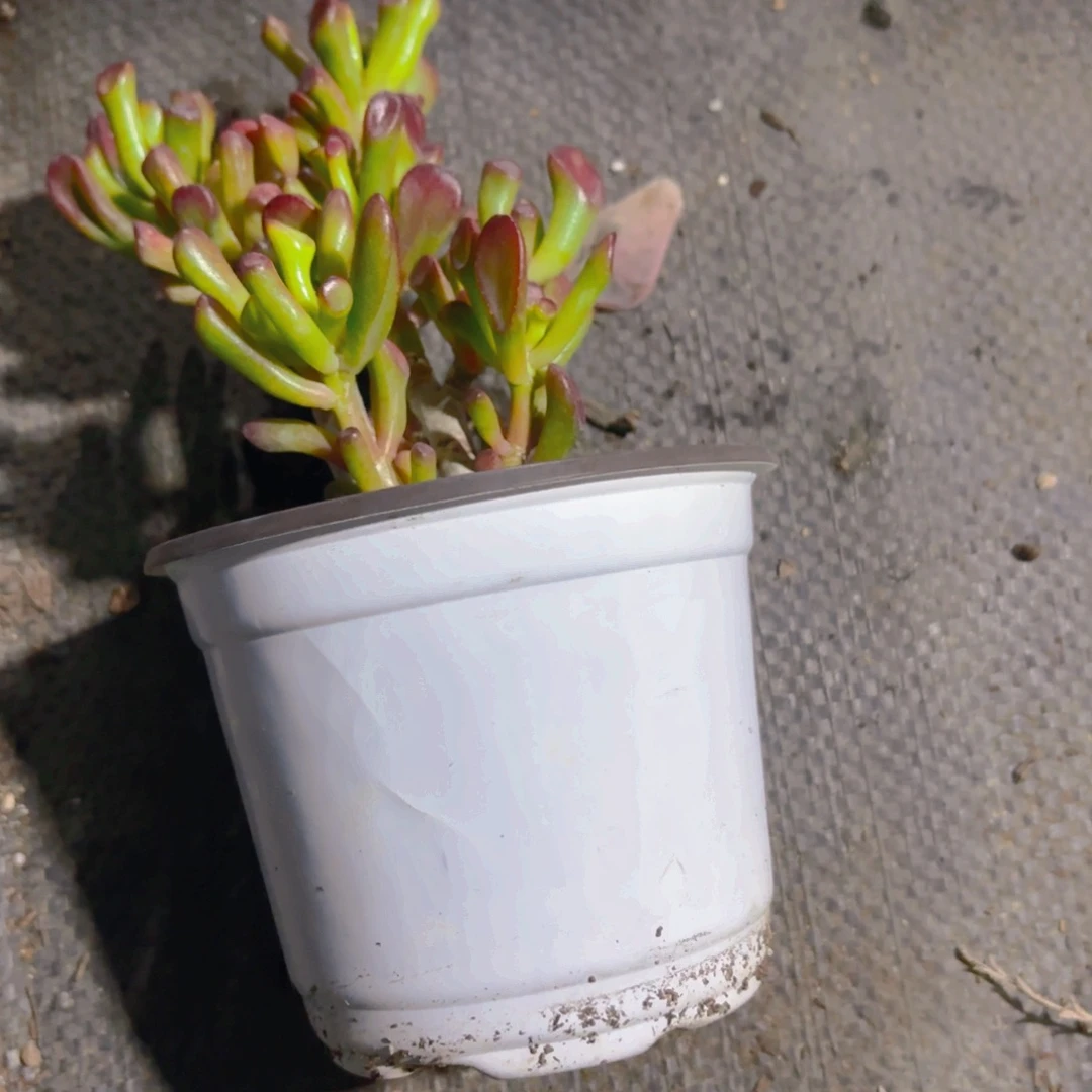 吸财树小号一个包邮