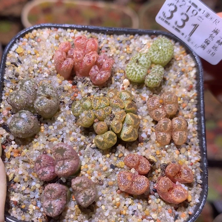 精品生石花219.331