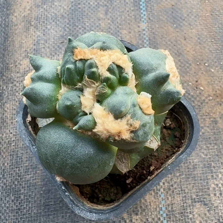 完全开放296蛋花缀牡丹