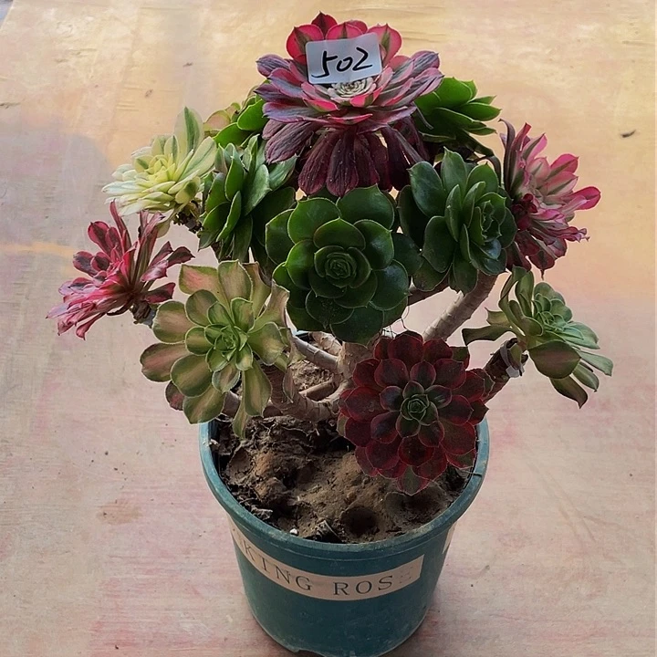 英**?架接法师一个502号