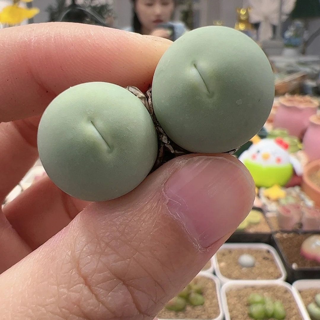 【闪购商品】317 鸽子蛋双头