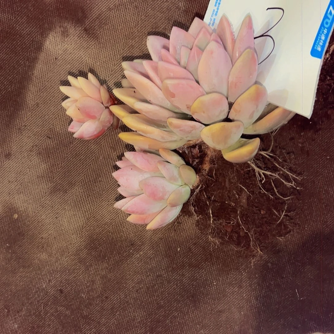 上***）3号一物一拍种发发物流