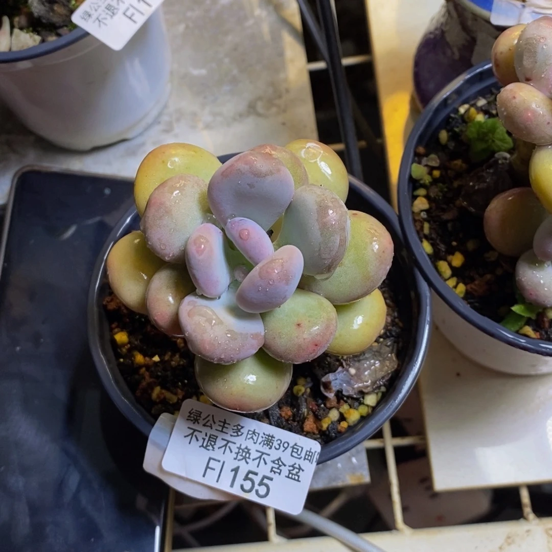 ৡ***࿐155彩虹奶多肉6cm