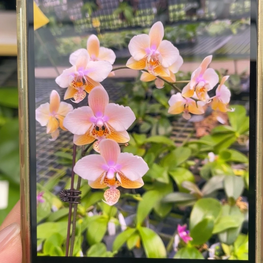 完全开放Swr23pu，2.5寸花剑苗