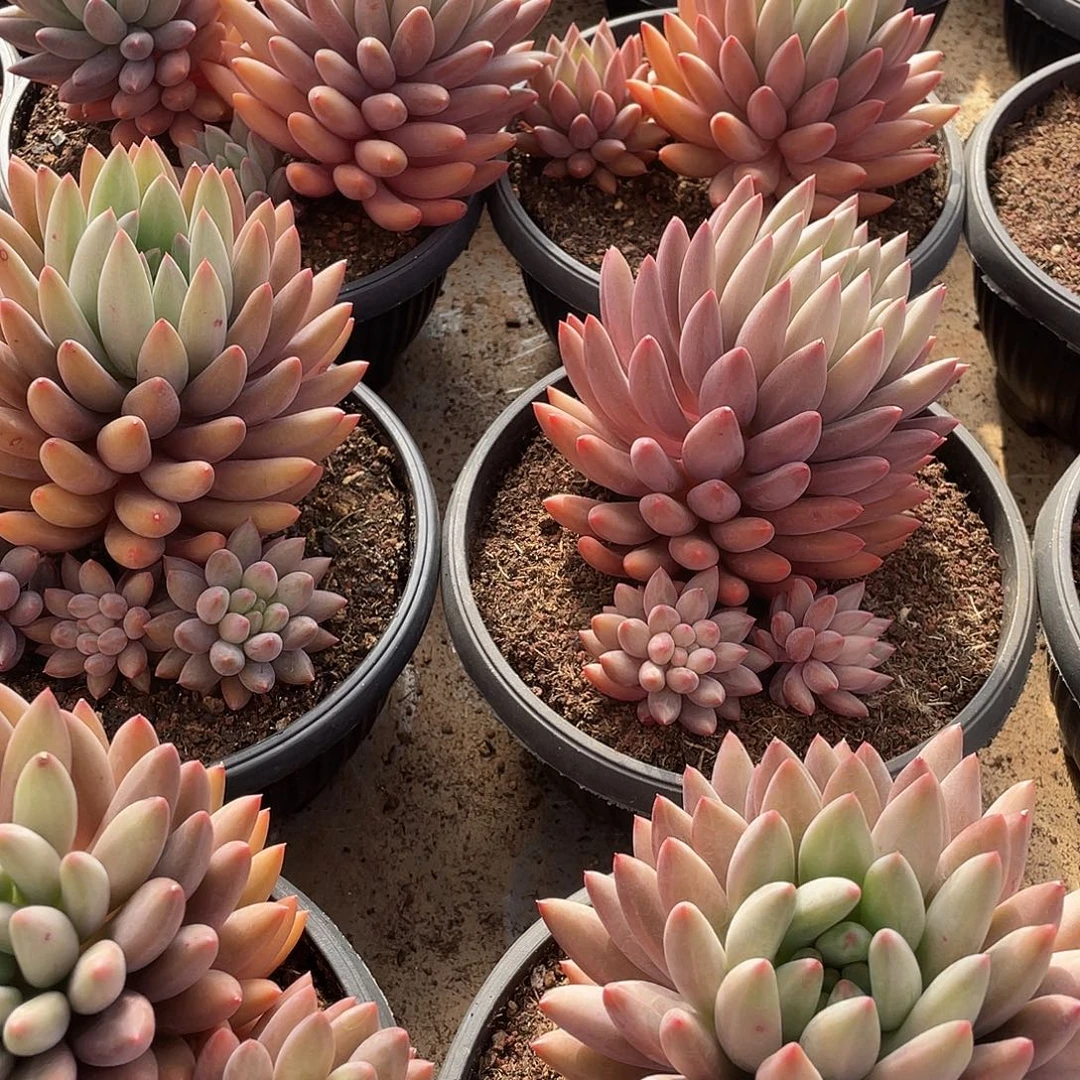 玻璃球精控群生15厘米可挑