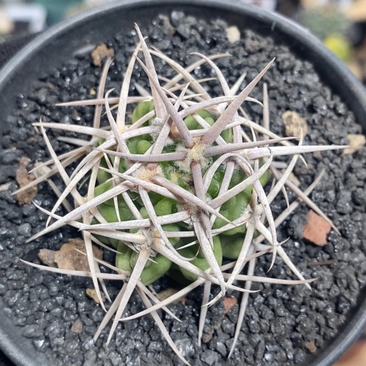 实生精控强刺碧岩玉13号4cm