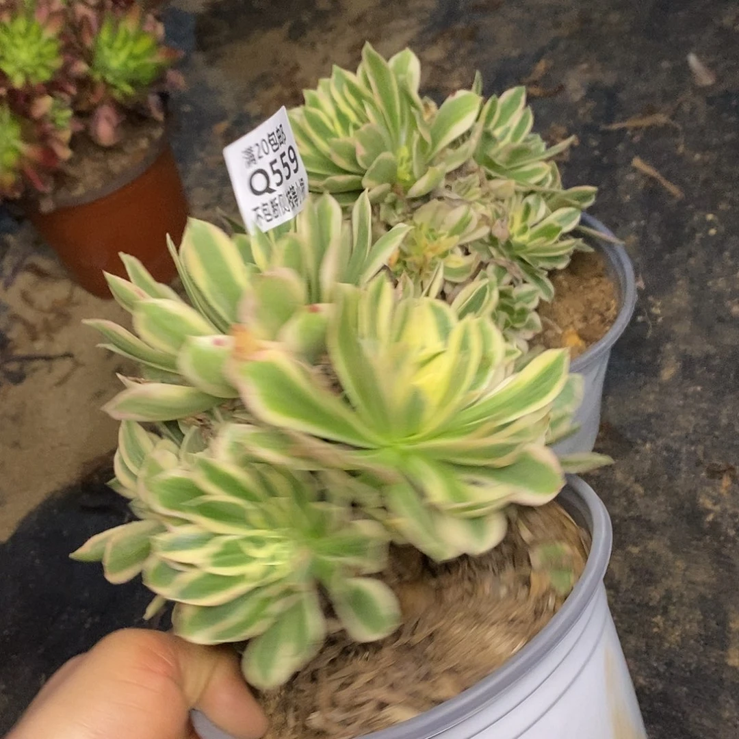 559艳凝老桩多肉量拍