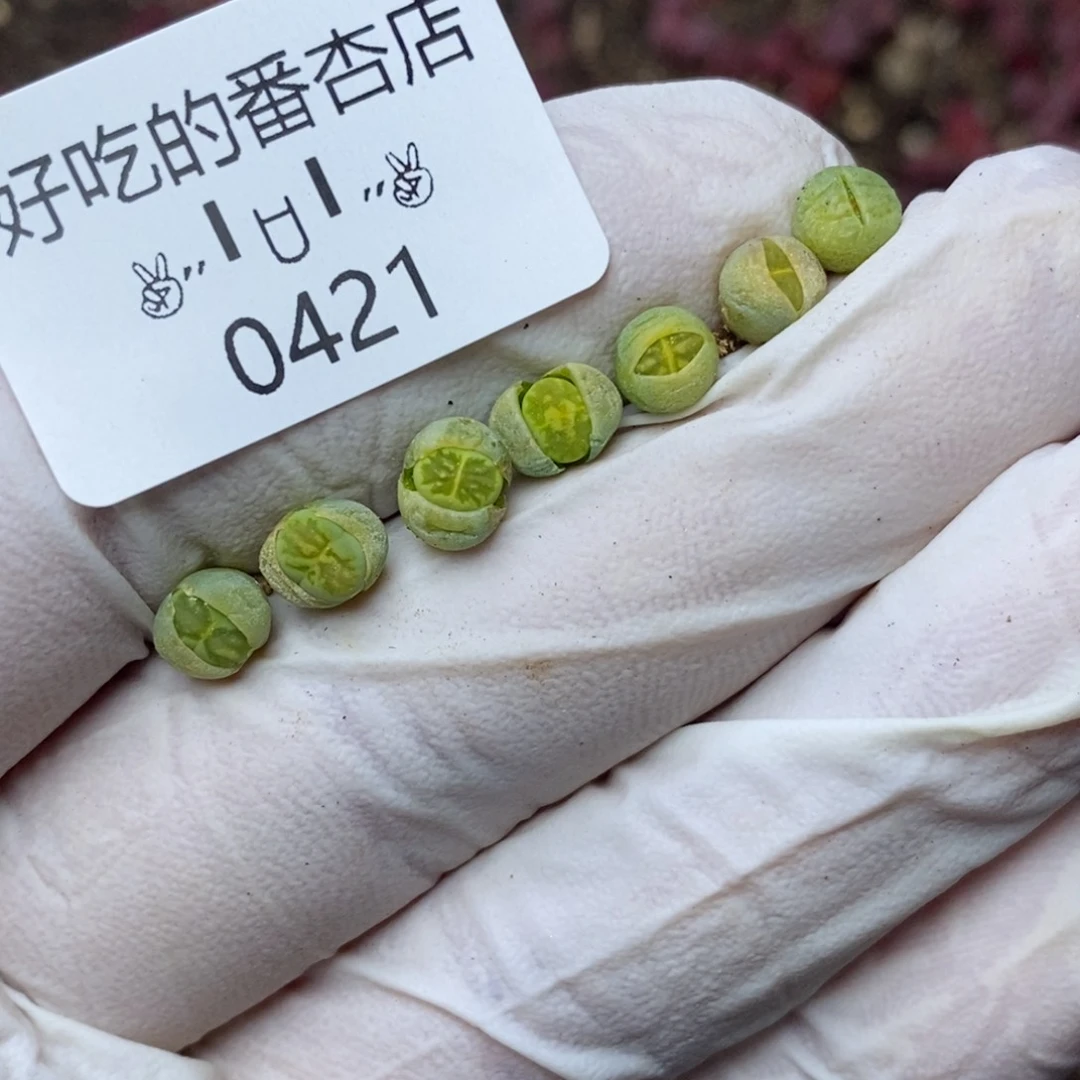 0421。零下拍保温。