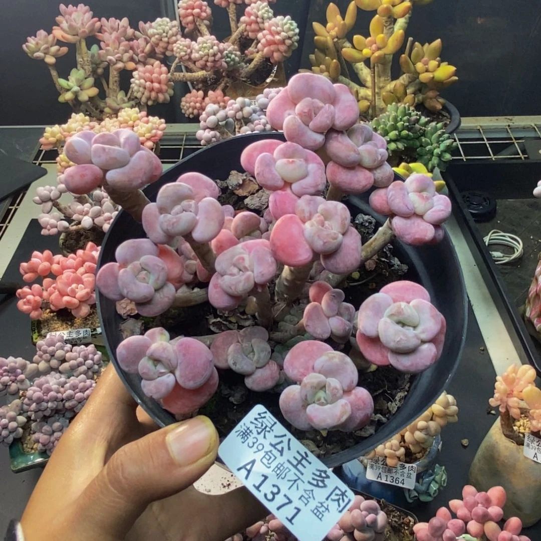 371腰子洛神多肉10c m