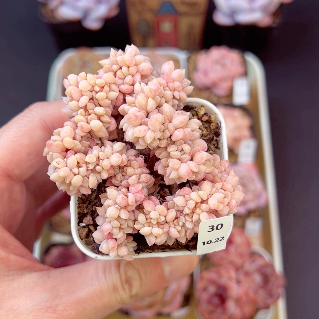 E***y朱颜酡30、哈哈哈哈哈