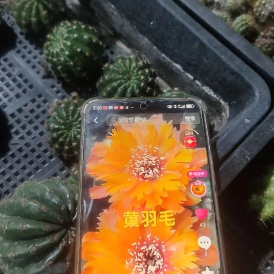 仙人球丽花黄羽毛侧芽