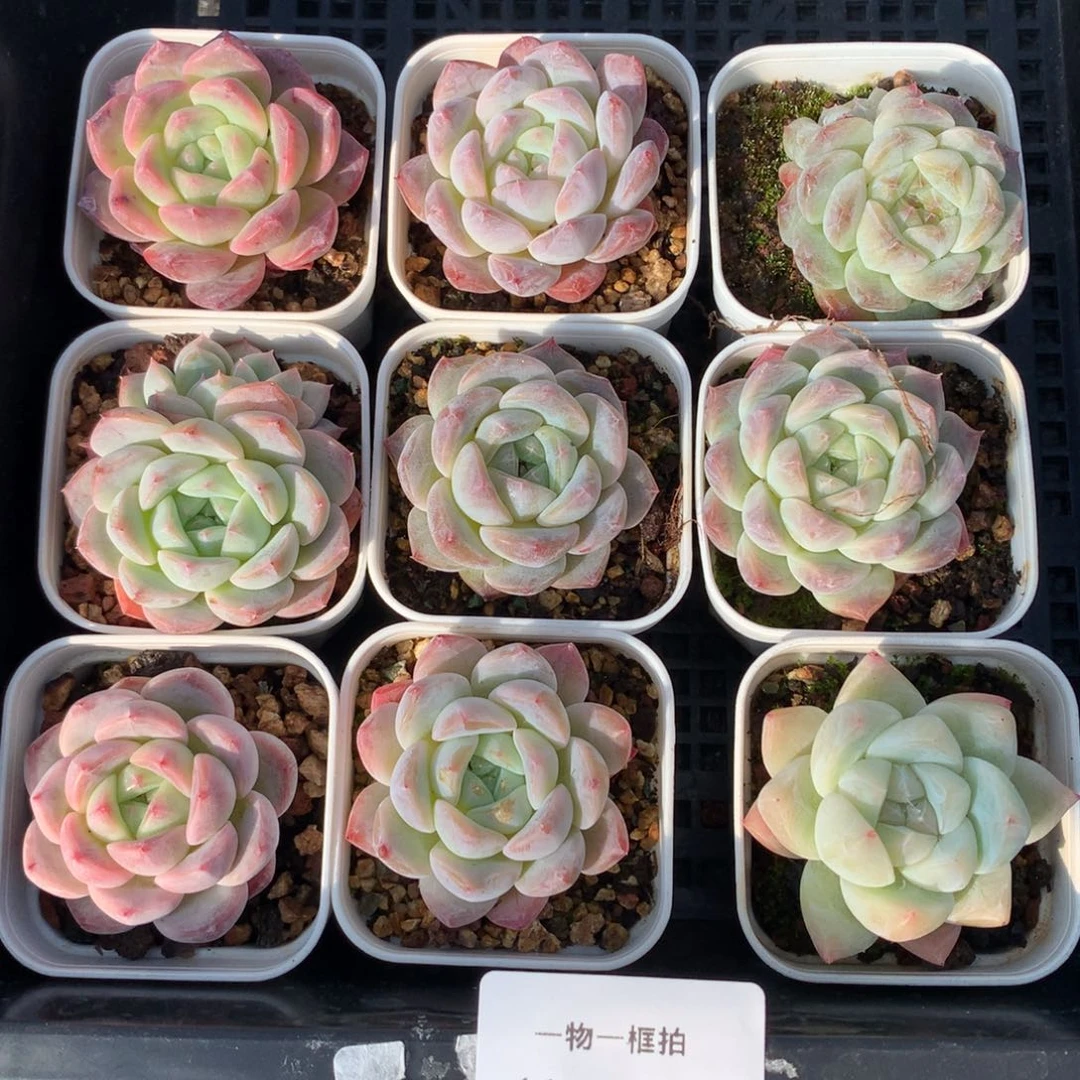 1216-64 糖心新品